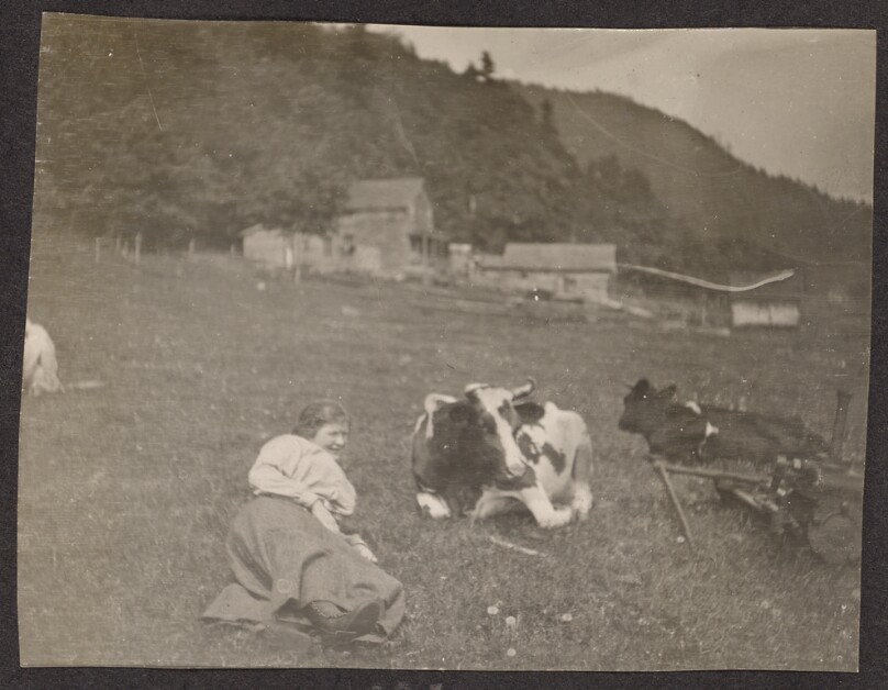 [Woman in a field with cows]