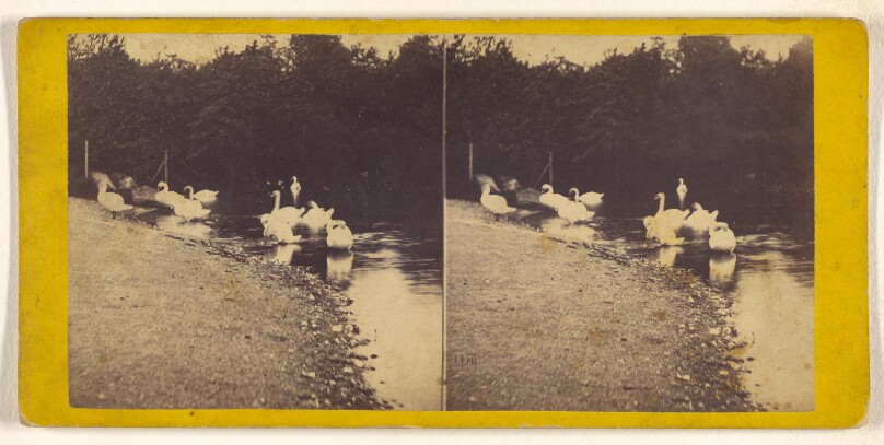 A Visit to the "Central Park" in the Summer of 1863. Swans at the Lake Shore.