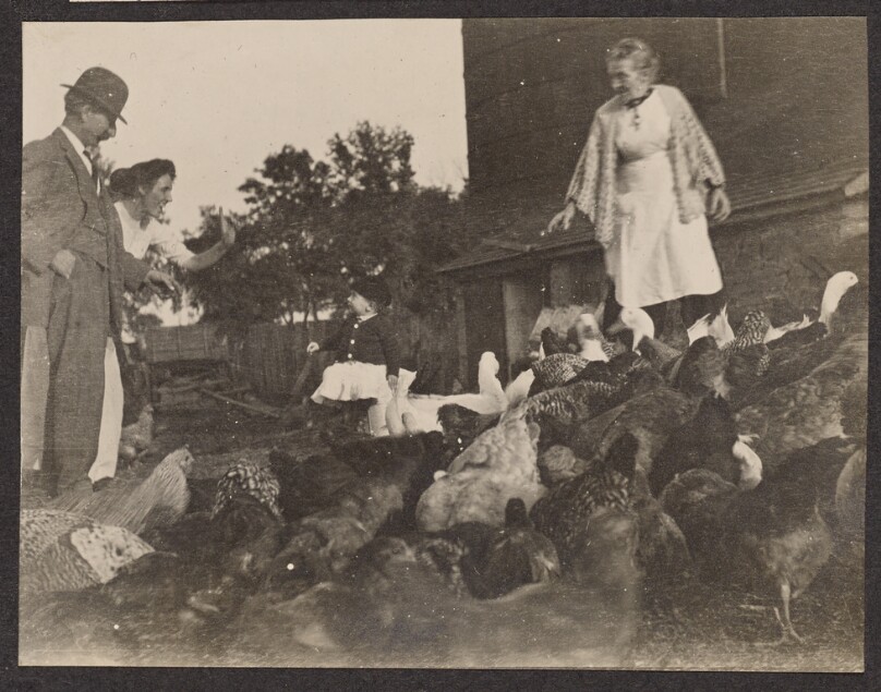 [Group of people surrounded by chickens]