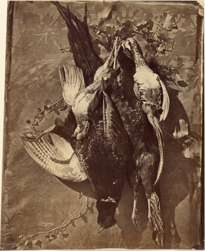 [Still Life of Game Bird with Feathers]