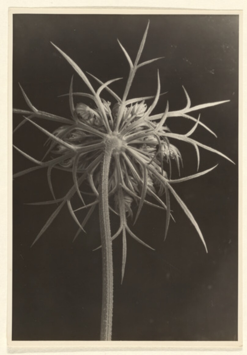 Daucus carota, Wilde Mohre