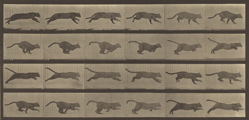 Animal Locomotion