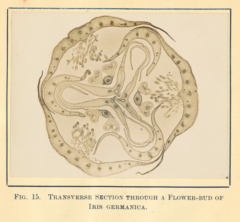 [View of Iris Germanica Plant - Transverse Section]