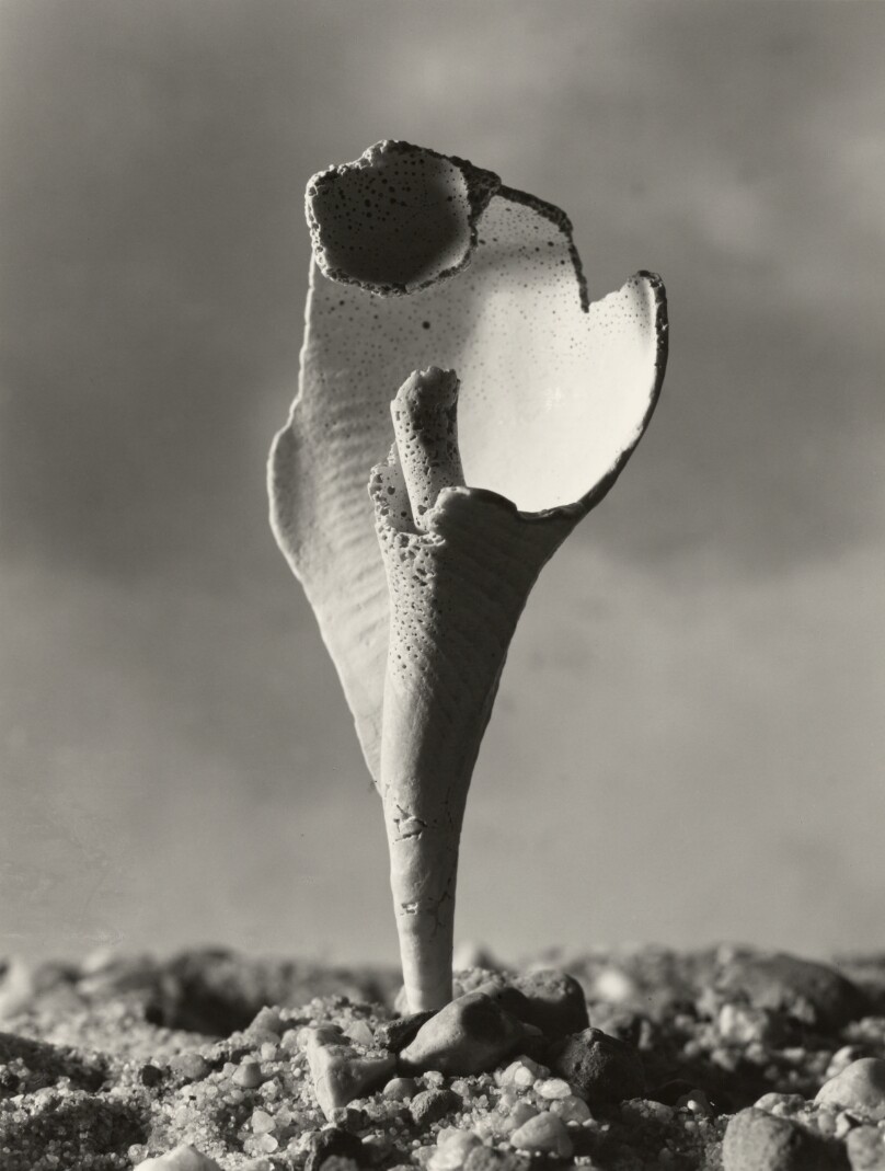 Shell Fragment