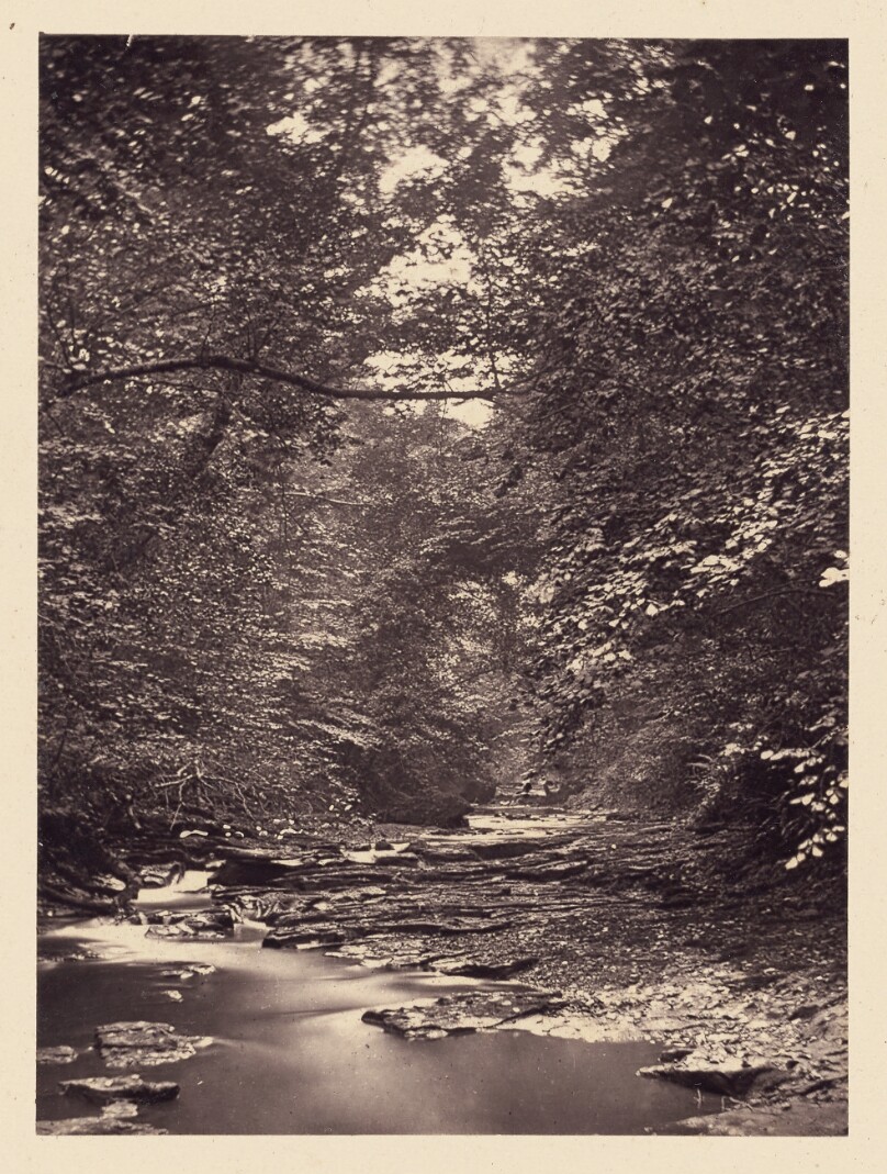 [Forest stream]