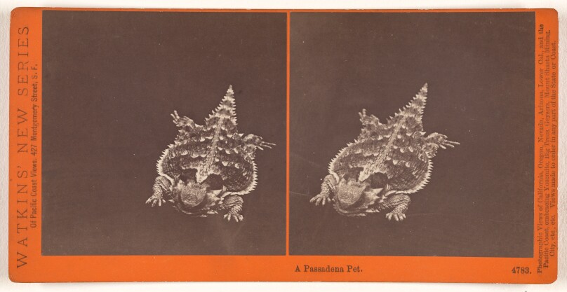 A Pasadena Pet (#4783)