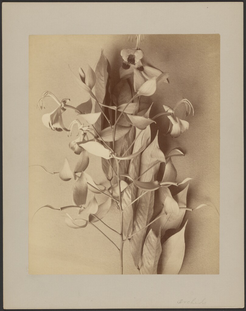 [Orchids]