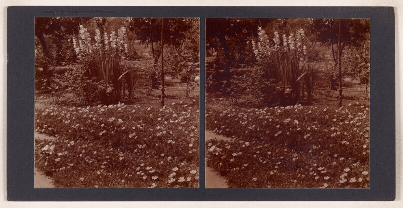 [Garden with ice plant and other flowers] (recto); [Garden with ice plant and other flowers] (verso)