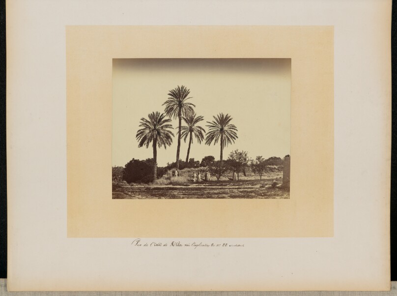 [Rue de l'Oasis de M'Sila]