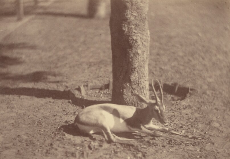 [Gazelle Lying Down Against a Tree]