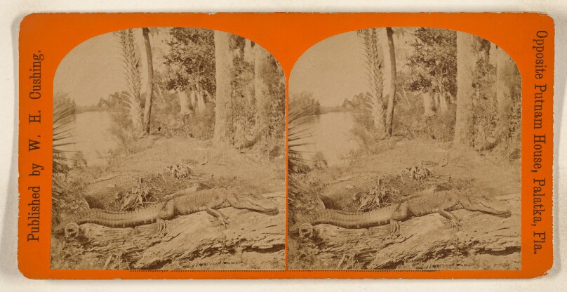 [Alligators, Palatka, Florida]