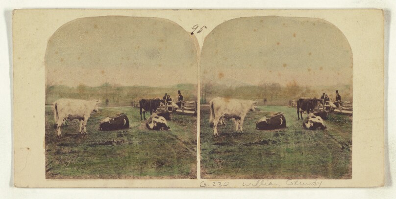 [Cows in fenced area, people at railing, one man with top hat]
