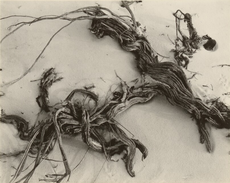Driftwood, White Sands