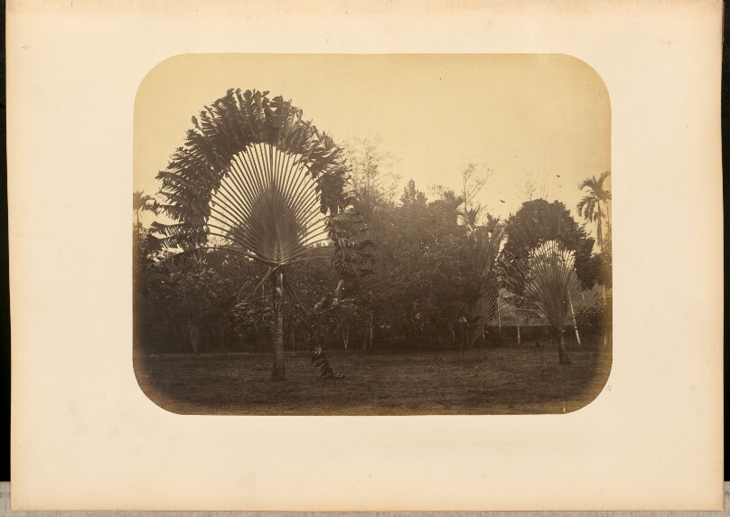 [Traveler's palms]