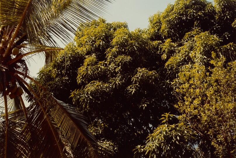 [View of Trees]