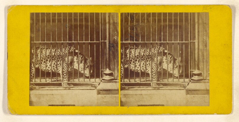 The Leopard, or Tree Tiger. (Felis Leopardus.)