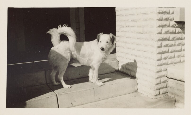 [Dog standing on steps]