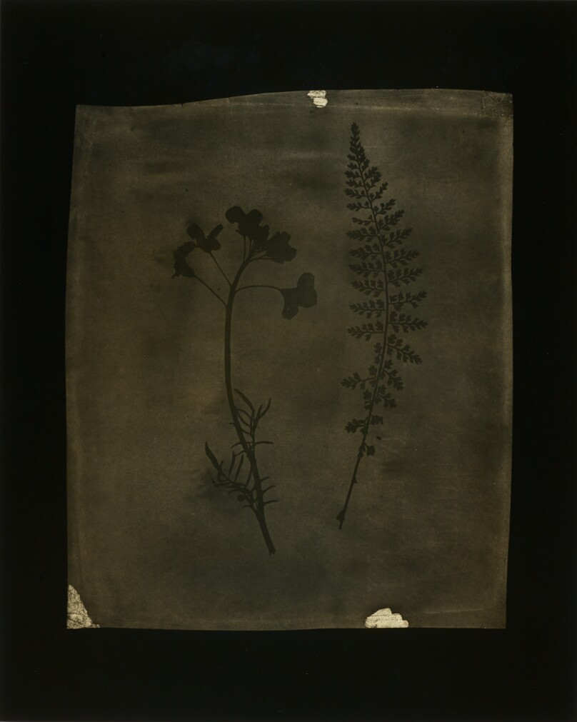 Asplenium Halleri, Grande Chartreuse 1821 - Cardamine Pratensis, April 1839