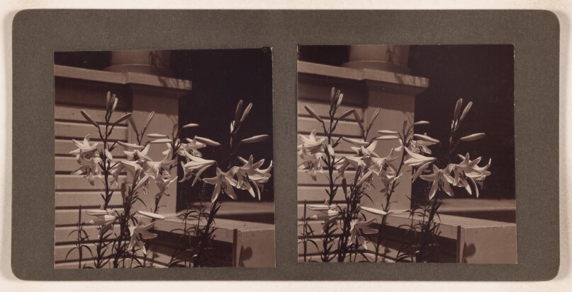 Some of Mrs. Cotton's flowers in Portland