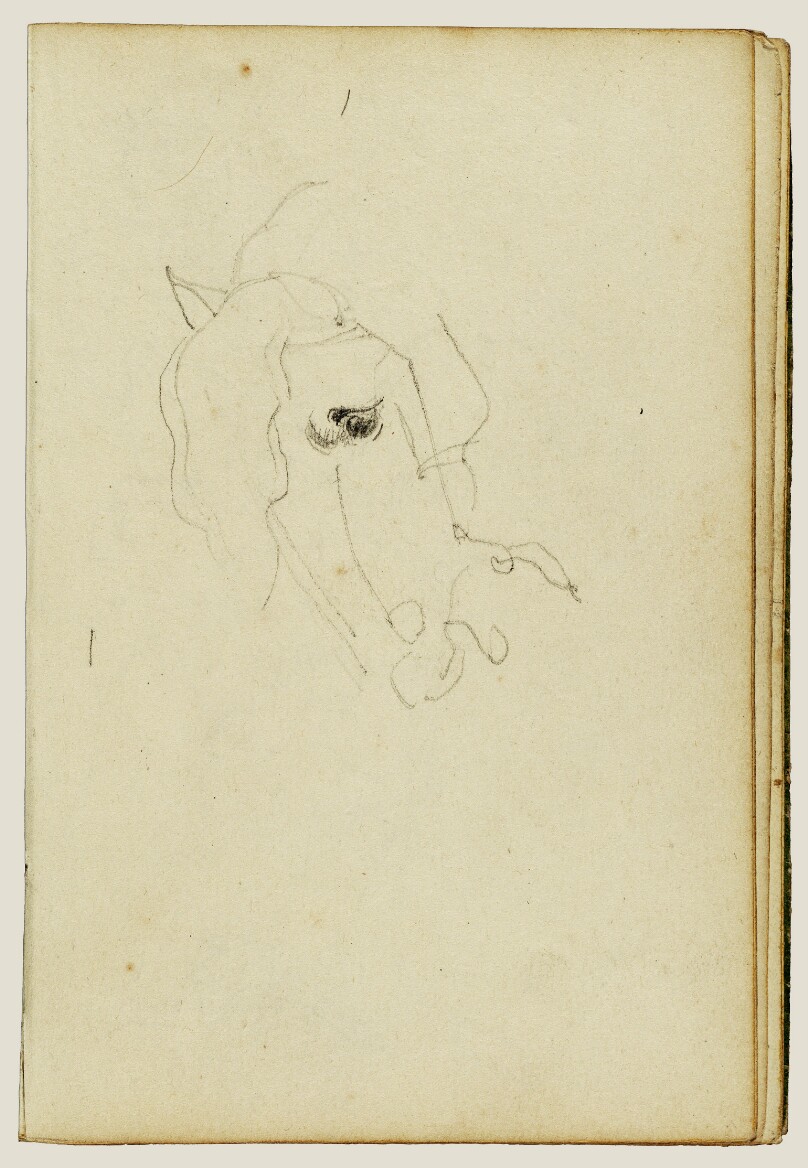 Horse head
