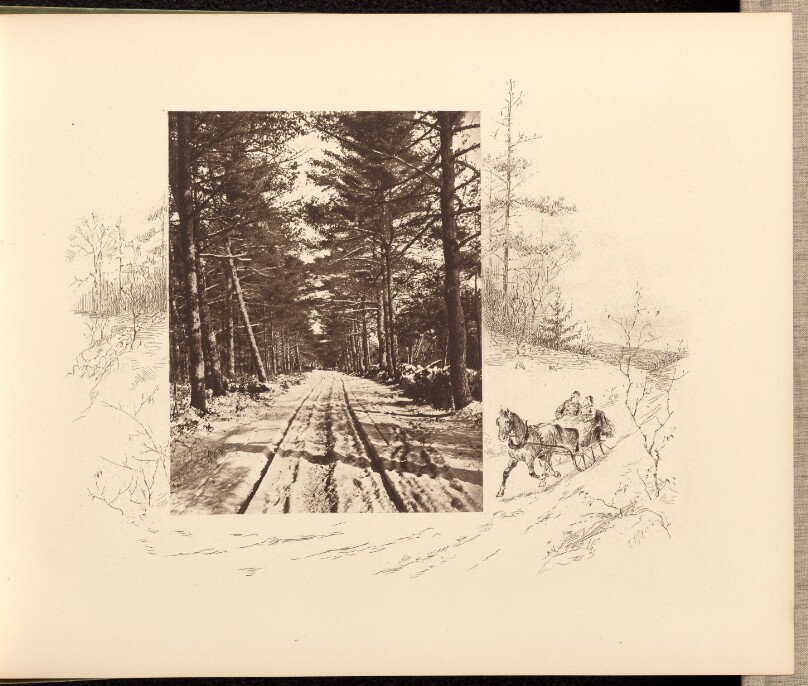 Through the Pines