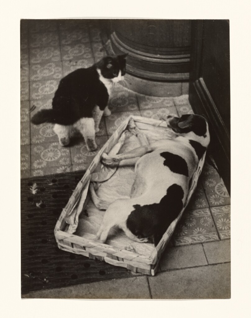 [Dog and Cat Series, 8]
