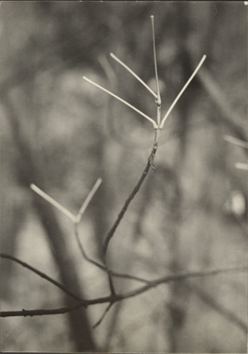 [Branch]