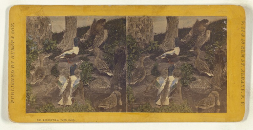 Class II, Order VI, Natatores. Family Anatidae. Shoveller or Sponbill...