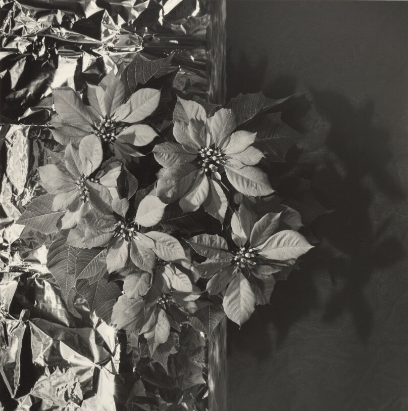 Poinsettias