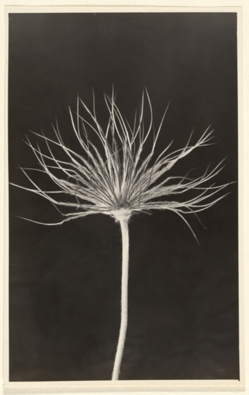 Anemone pulsatilla, Kuhschelle, Fruchtstand