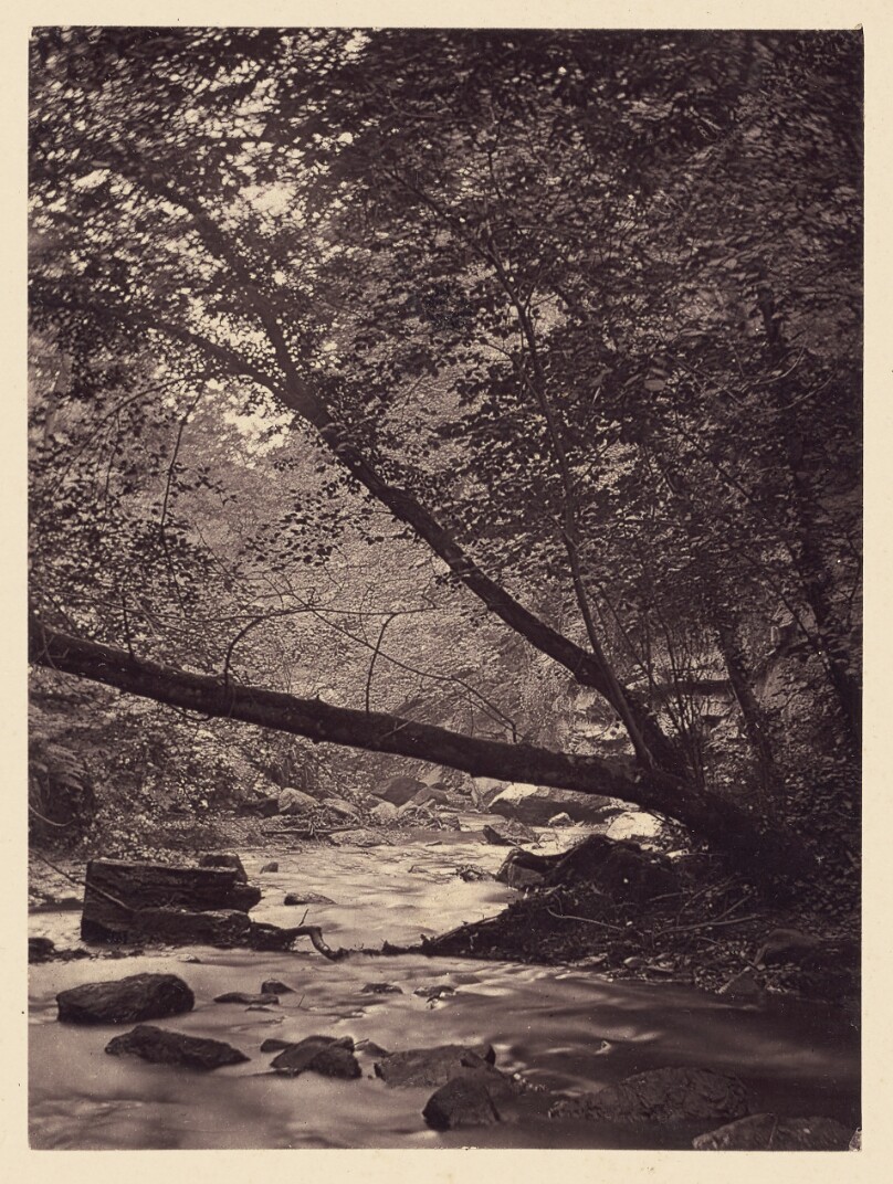 [Trees over stream]
