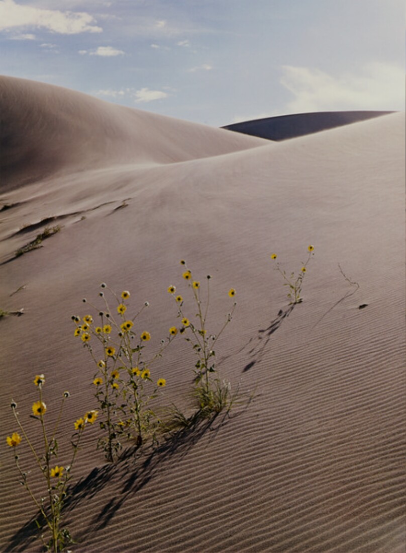Sunflower and Sanddune, Colorado