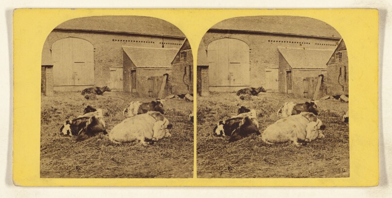[Cows in barnyard]