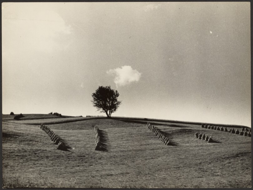 [Harvest Landscape]