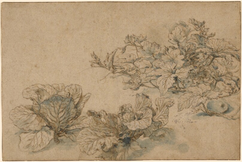 Studies of a Marrow Plant and Cabbages
