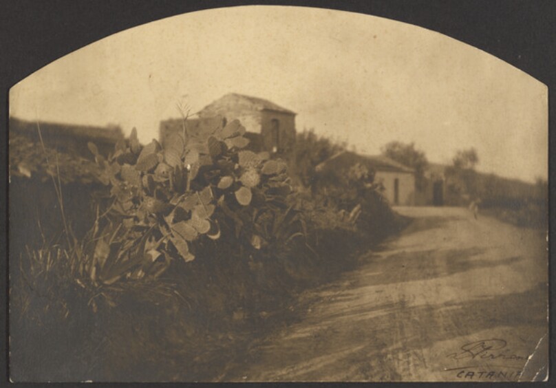 [Cacti and dirt road]
