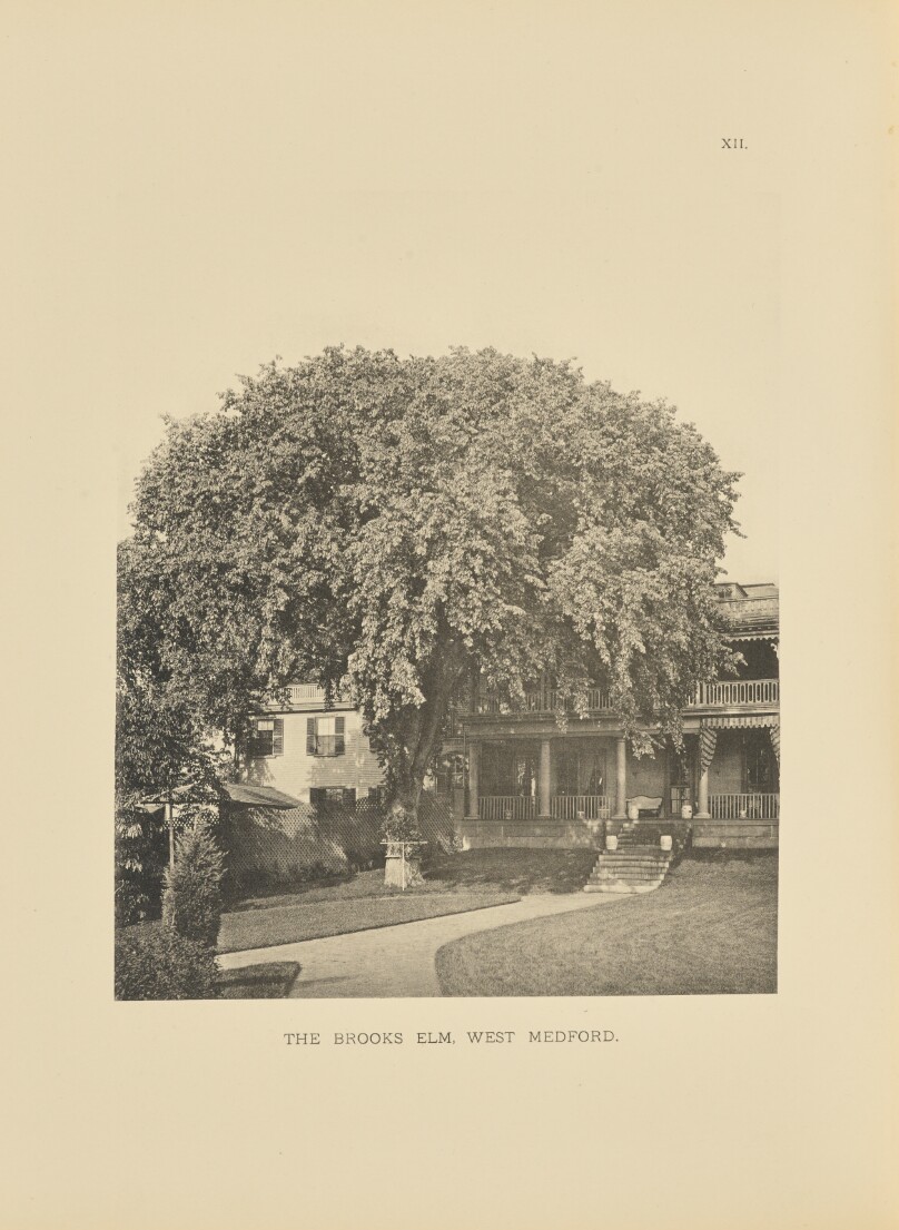 The Brooks Elm, West Medford