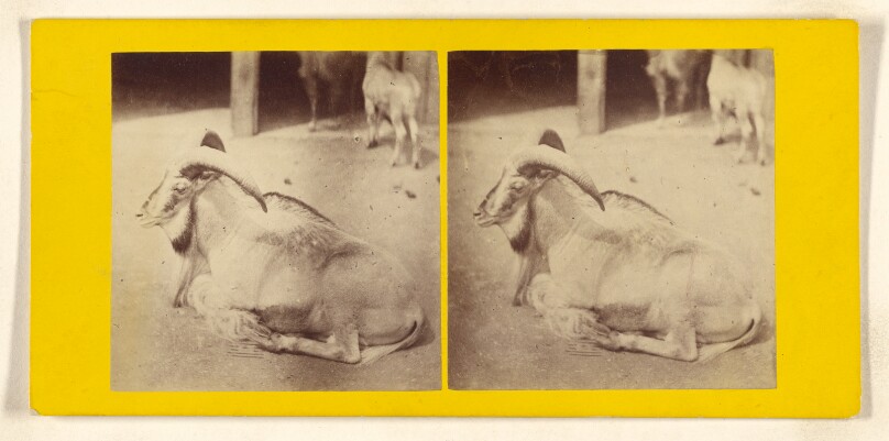 The Aoudad, or Barbary Sheep. (Ovis Tragelaphus.)