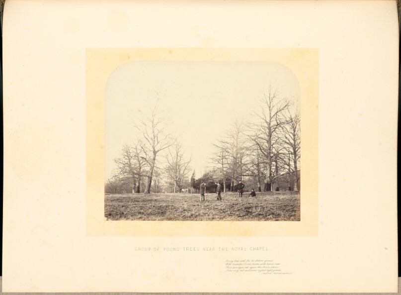 Group of Young Trees near the Royal Chapel