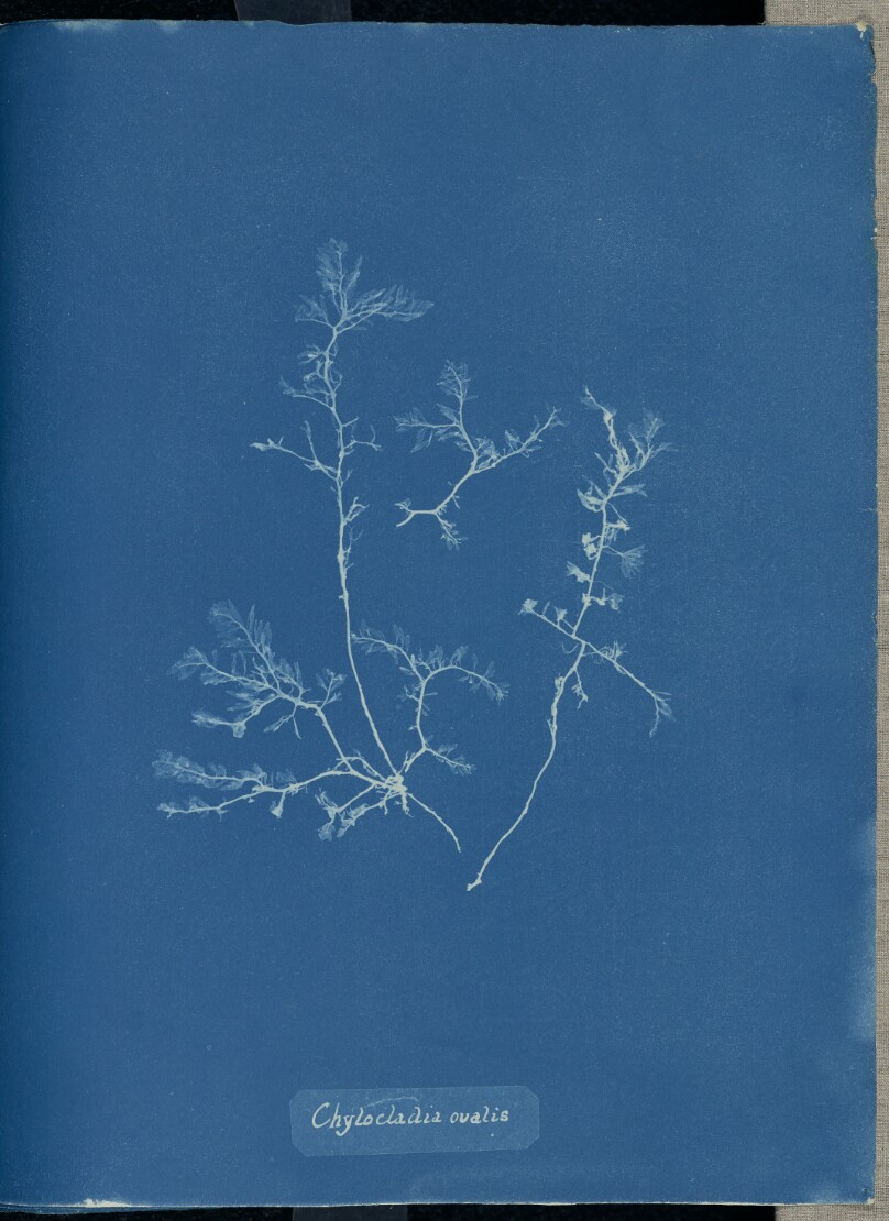 Chylocladia ovalis.