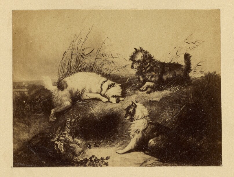 [Painting of dogs by Charles Tomkins]