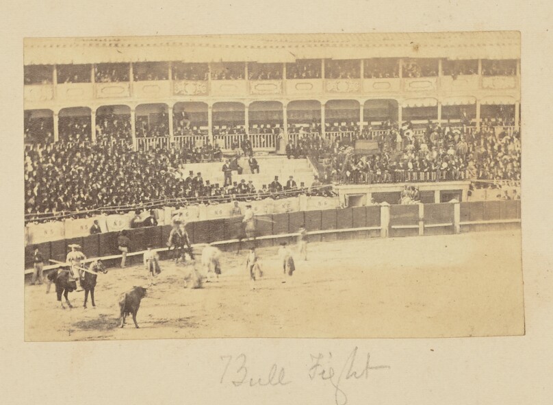 Bull Fight