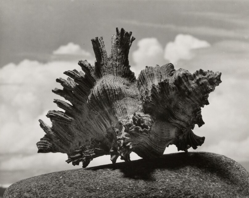Shell on a rock, clouds behind