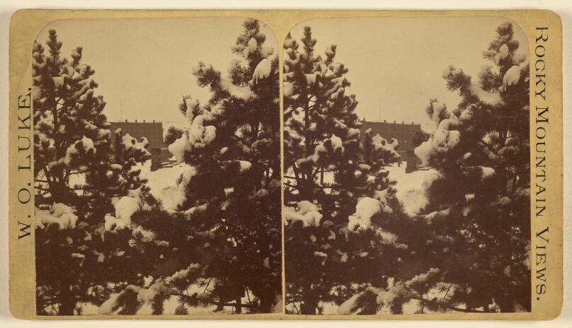 [Pine trees laced with snow]