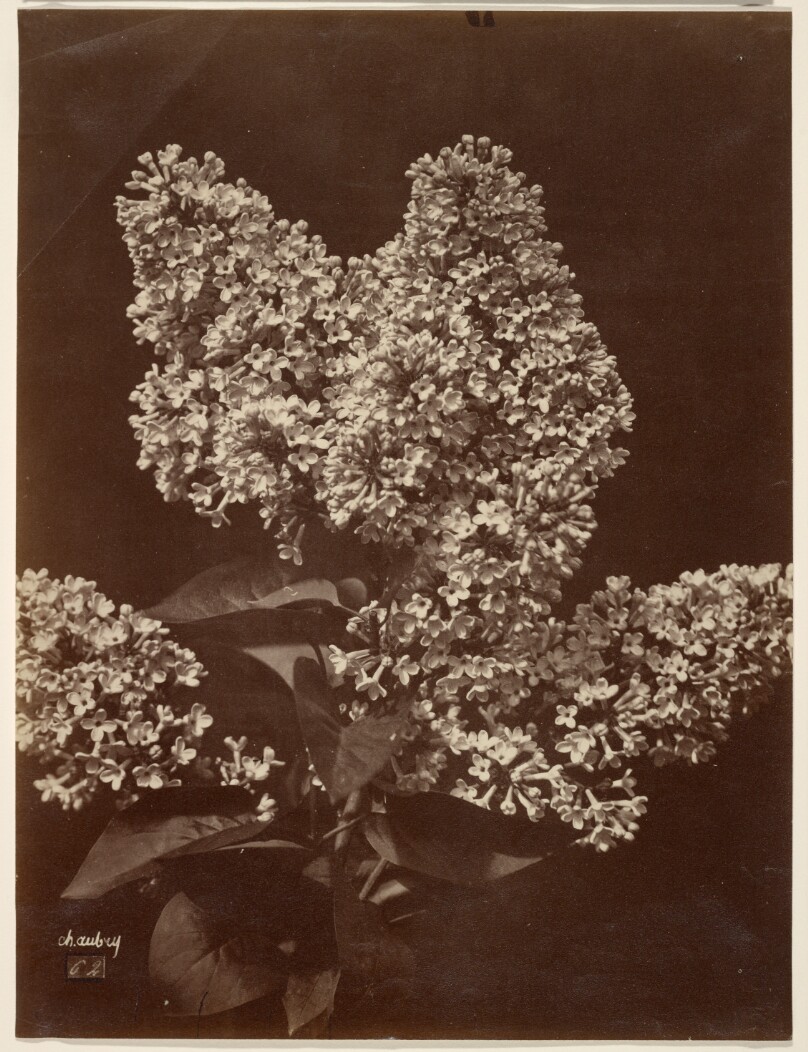 [Lilacs]