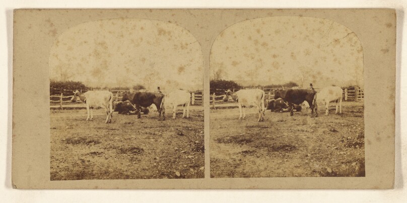 [Cows within fenced area]
