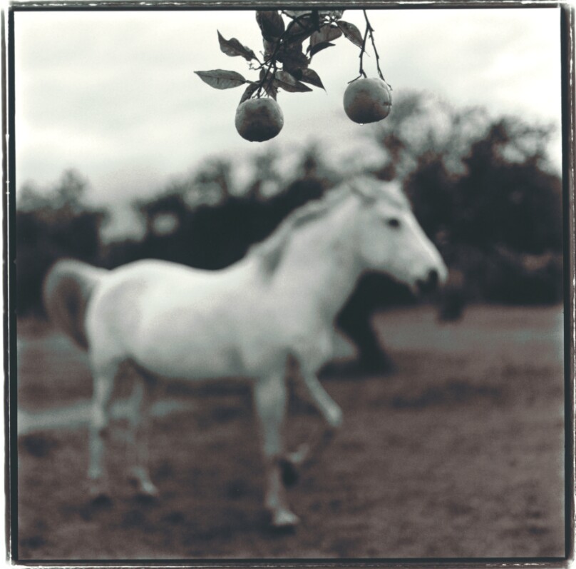 Orange Tree