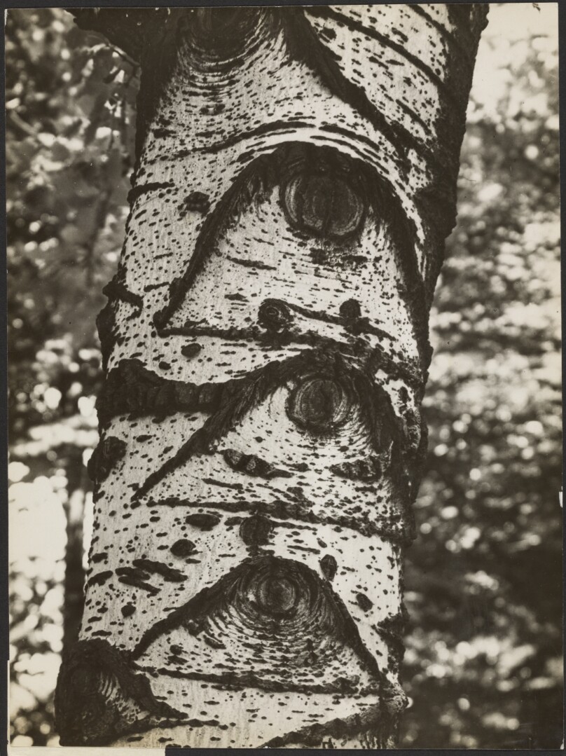 Birke