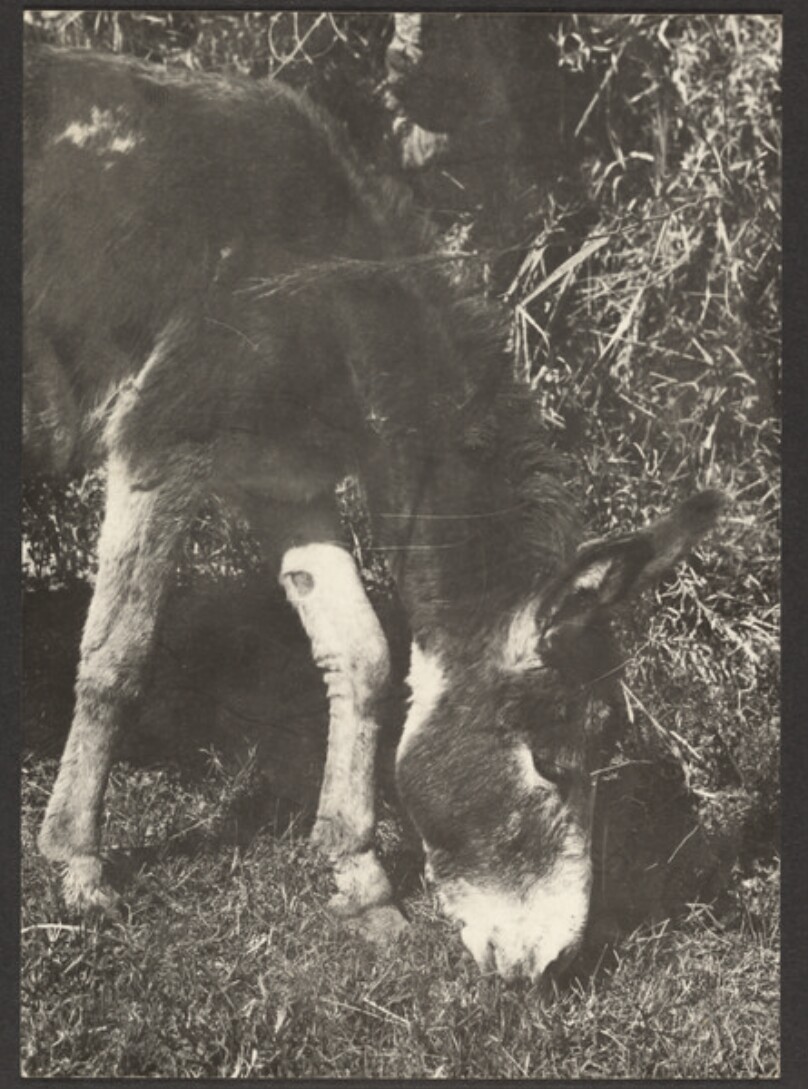 [Donkey]