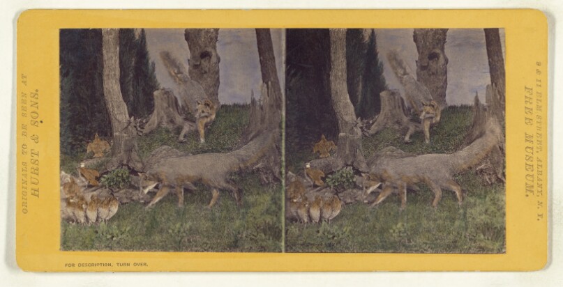 Class I, Order III, Carnivora. Family Canidae. Grey Fox.